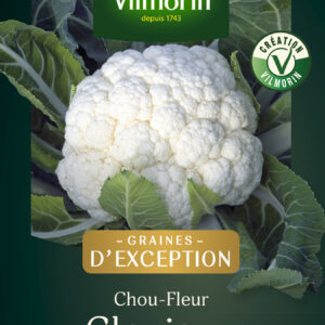 Chou-fleur Clovis F1 - Graines d'Exception
