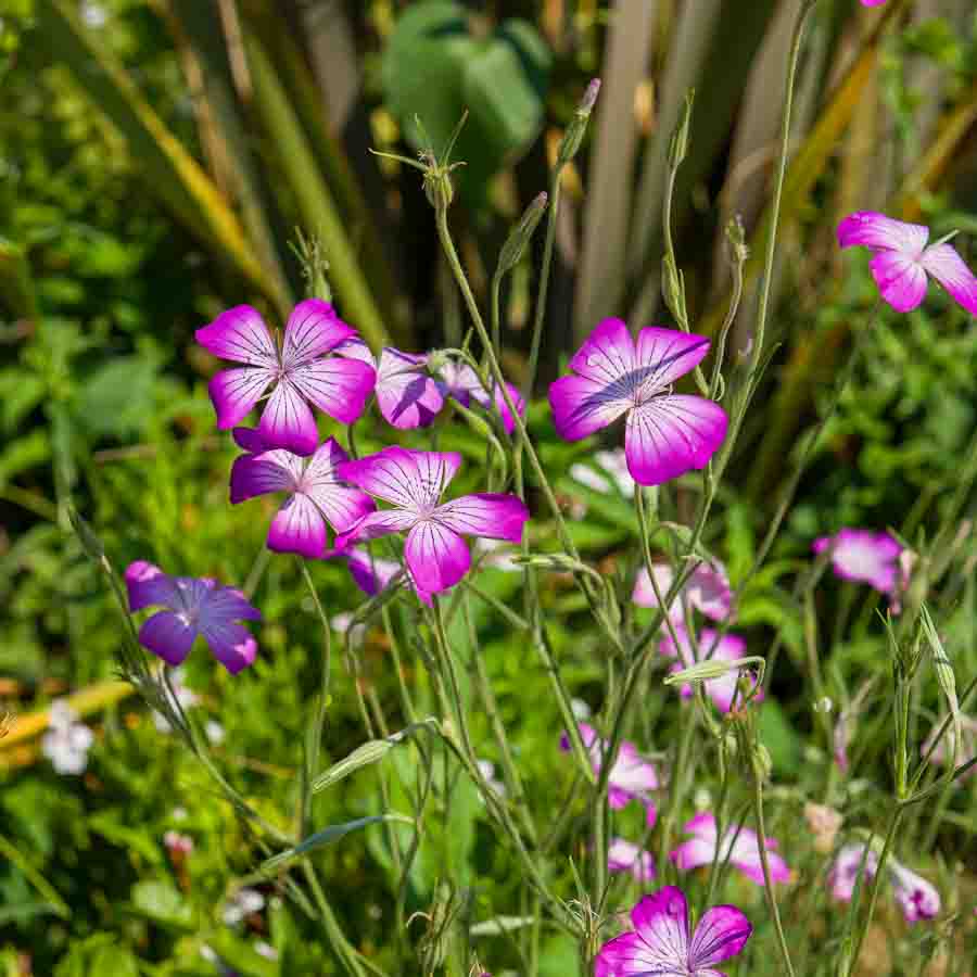 Coquelourde Rose du Ciel