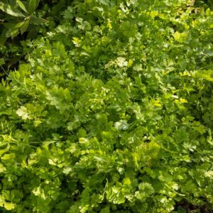 Coriandre cultivée