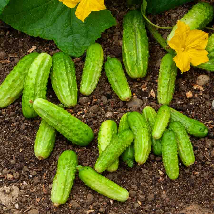 Cornichon Parigyno HF1 - Graines d'Exception