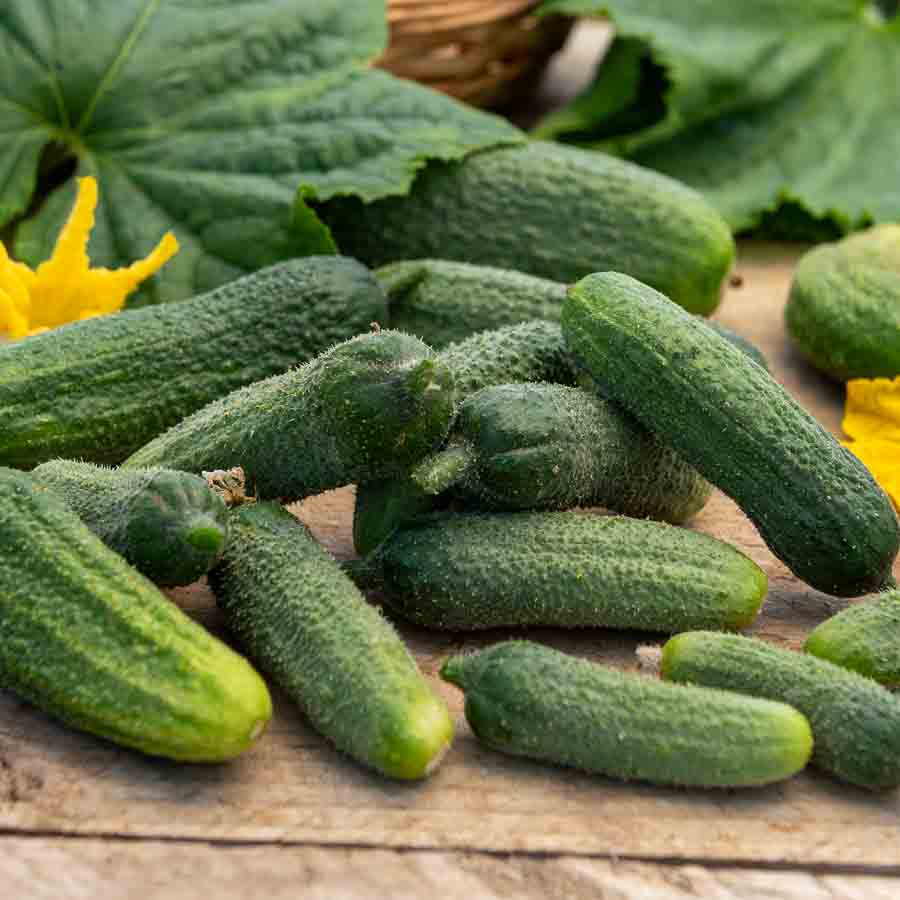 Cornichon Vert Petit de Paris - Légumes d'Autrefois