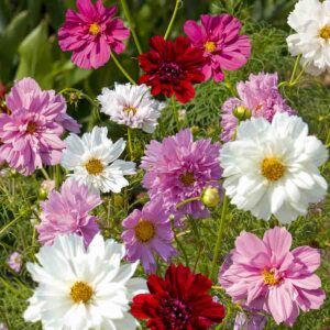 Cosmos Double Click Varié