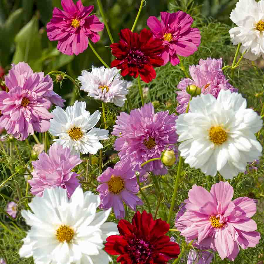 Cosmos Double Click Varié
