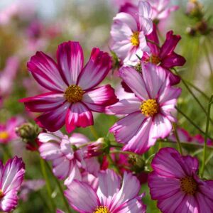 Cosmos Picotée