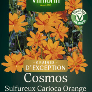 Cosmos Sulphureus Carioca - Graines d'Exception