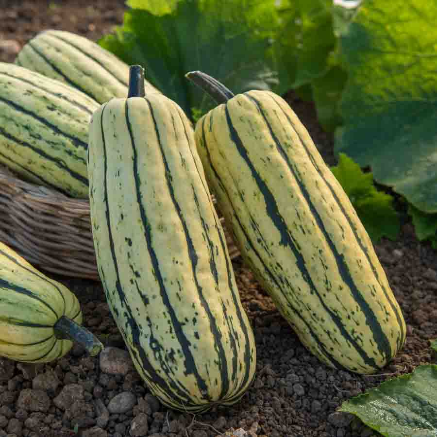 Courge Delicata - BIO