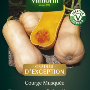 Courge Musquée Butternut Sibelle - Graines d'Exception