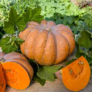 Courge Musquée de Provence - Légumes d'Autrefois