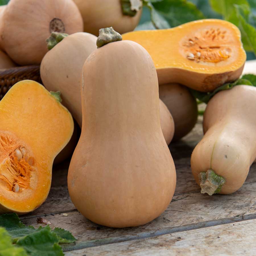Courge Musquée Waltham Butternut - Légumes d'Autrefois