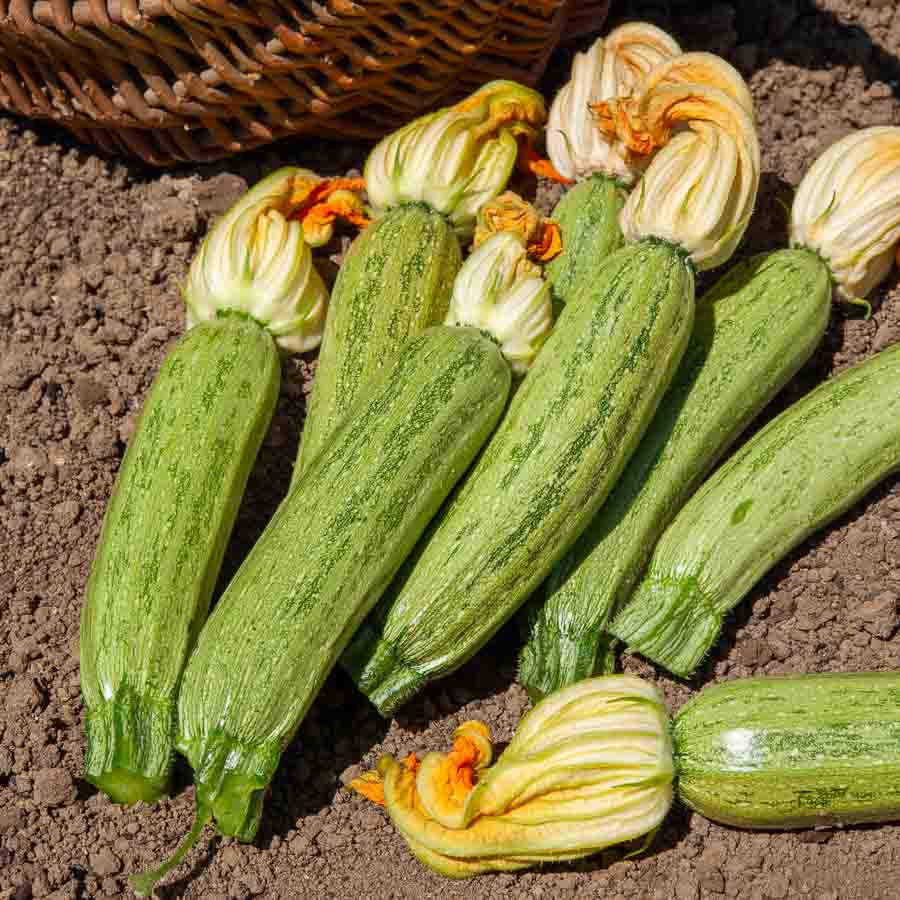 Courgette Greyzini - BIO