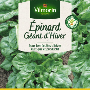 Epinard Géant d'Hiver - Grand Modèle
