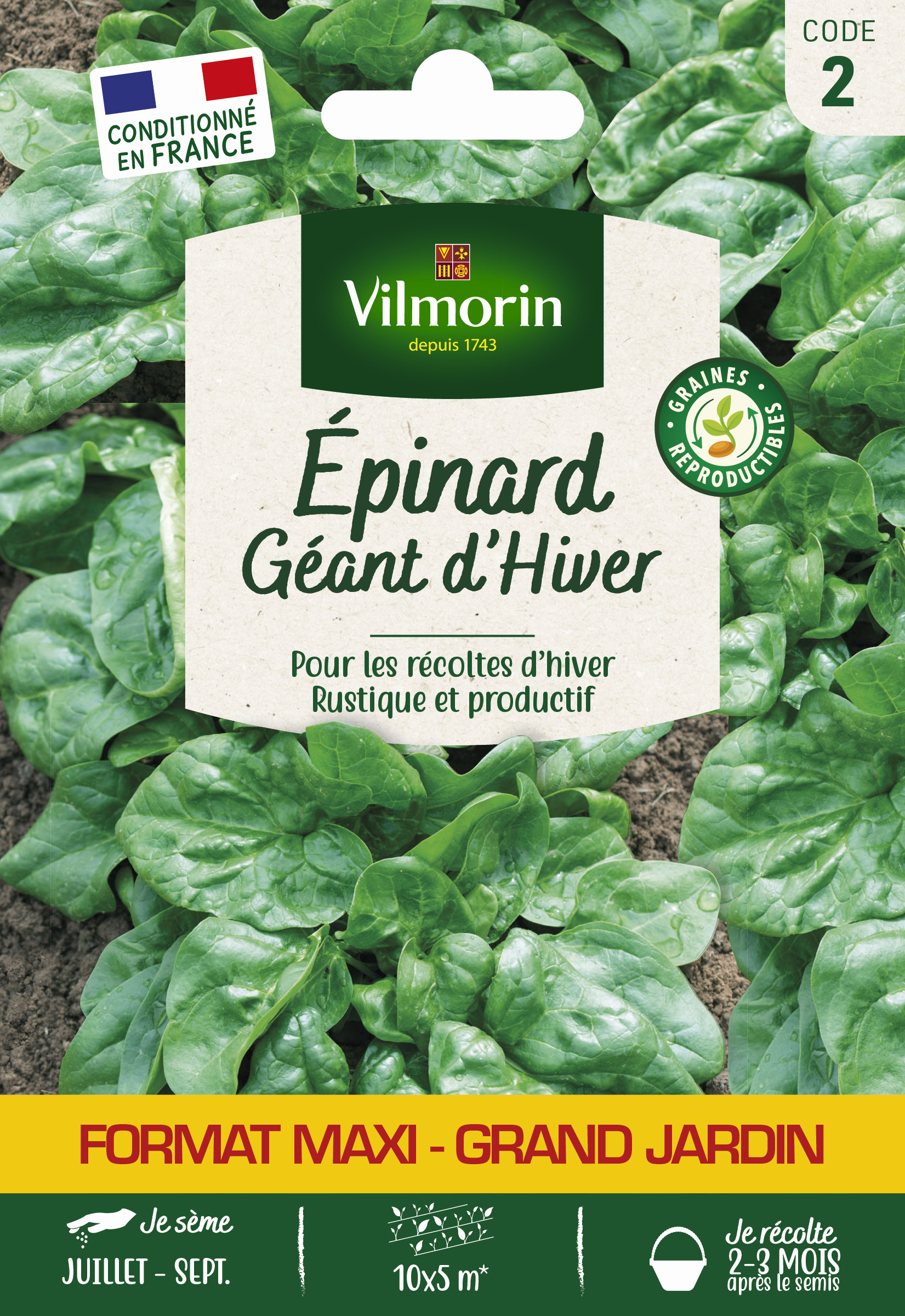Epinard Géant d'Hiver - Grand Modèle