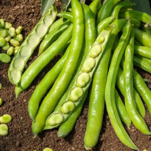 Fève Superaguadulce - 20 m - BIO