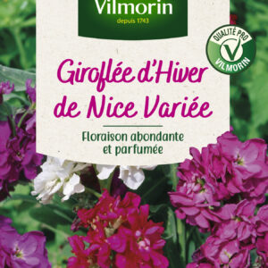 Giroflée d'Hiver de Nice Variée