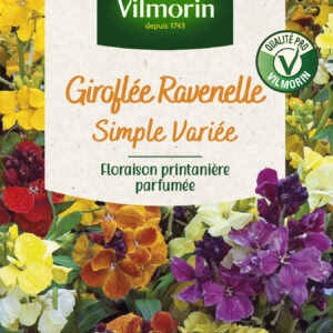 Giroflée Ravenelle Simple Variée