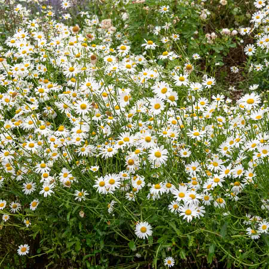 Grande Marguerite Perle des Prés - Graines d'Exception