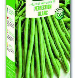 Haricot Blanc de Juillet