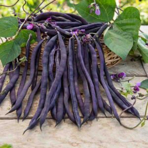 Haricot Blauhilde - BIO