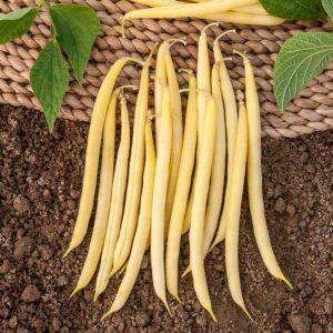 Haricot Fortal - 20 m - BIO