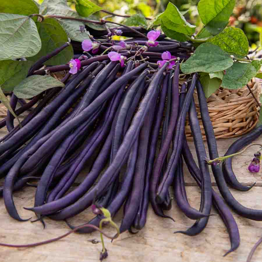 Haricot Grimpant Violet Mélissa - 20 m