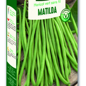 Haricot Matilda