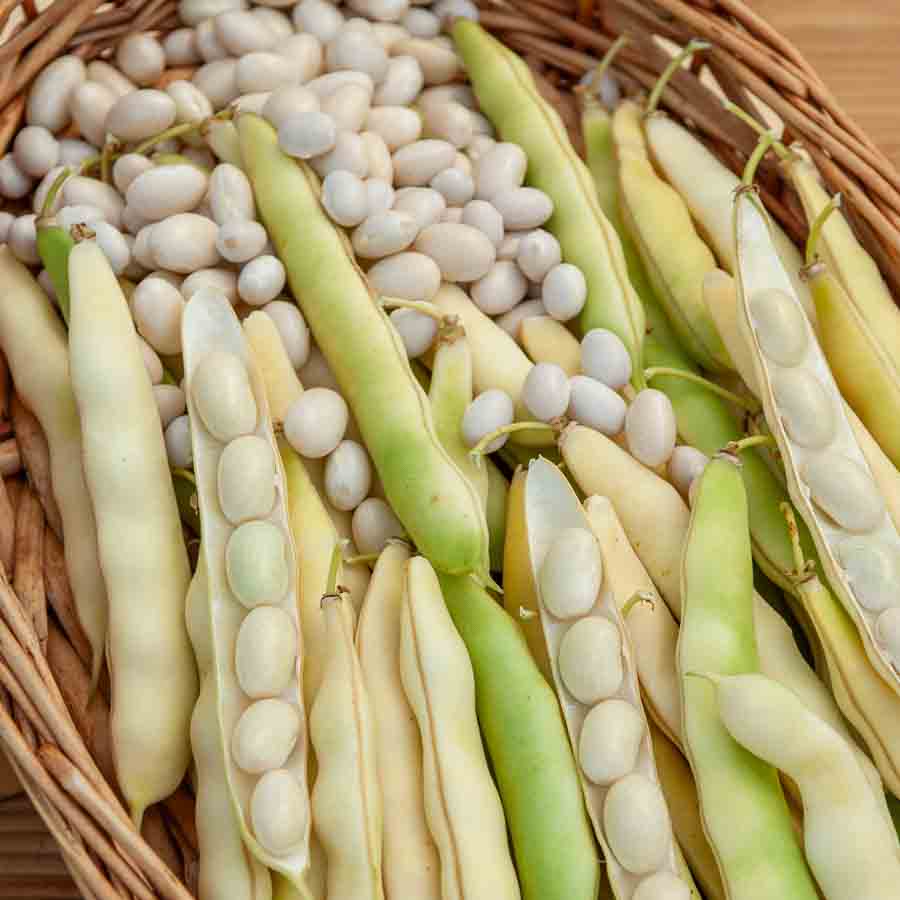 Haricot Nain à Ecosser Coco Blanc Précoce