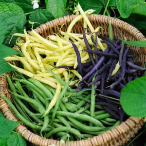 Haricot Nain en Mélange de Couleurs - 10 m - BIO
