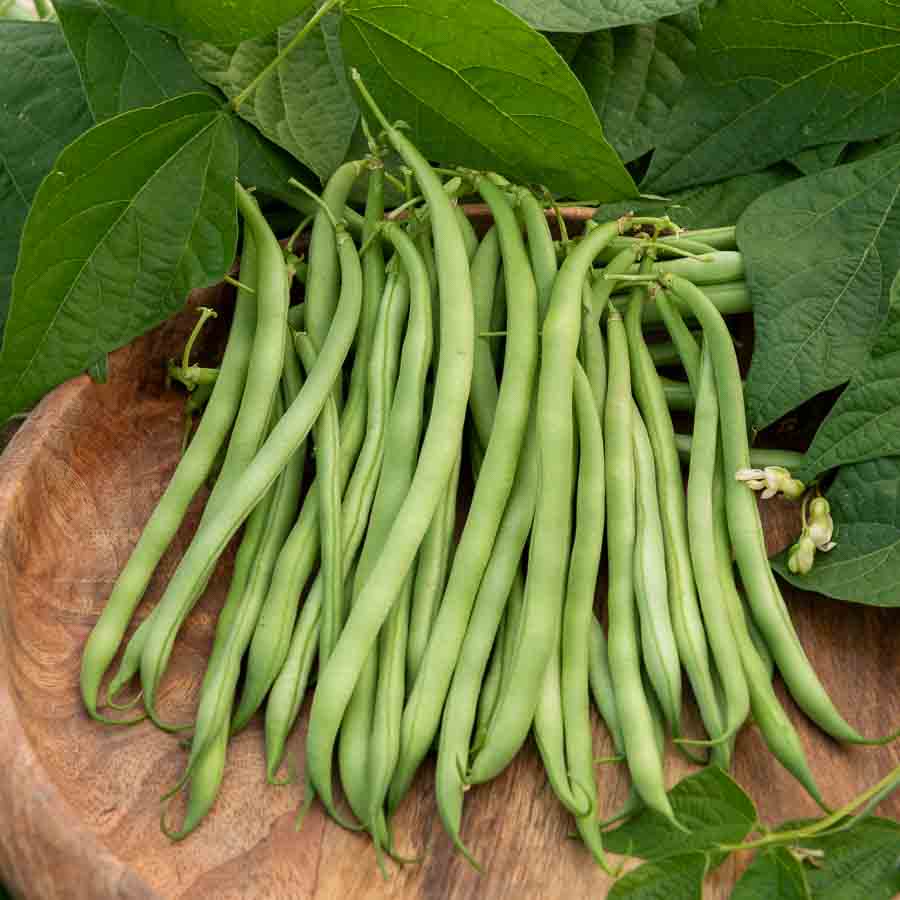 Haricot Nain Vert Argus