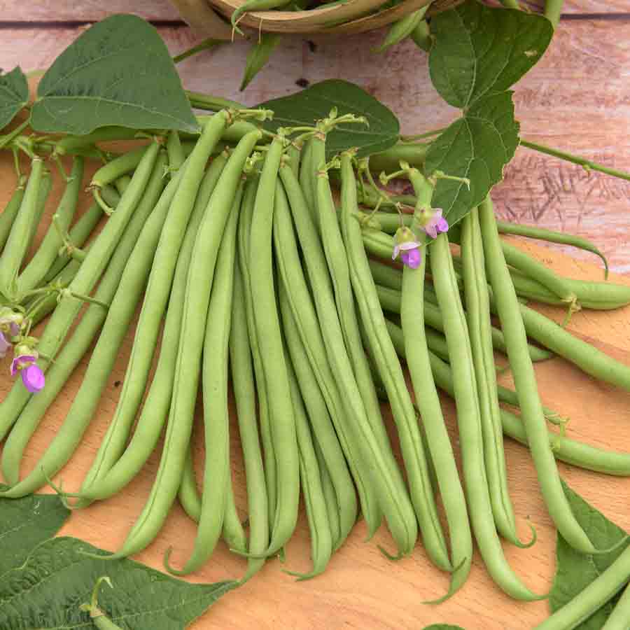 Haricot Nain Vert Delinel