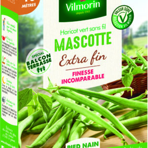 Haricot Nain Vert Mascotte - 10 m