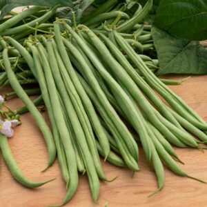 Haricot Nain Vert Oxinel 2 - 10 m - BIO