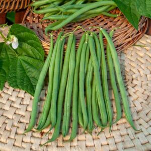 Haricot Nain Vert Primel
