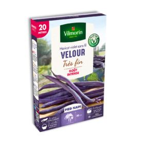 Haricot Nain Violet Velour - 20 m