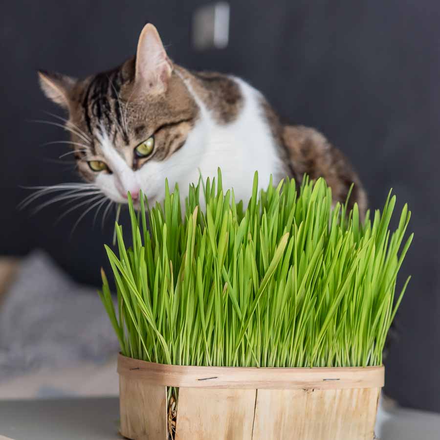 Herbe à Chat (Orge) - Grand Modèle