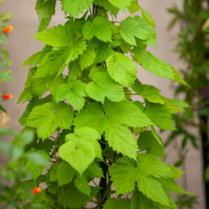 Houblon Grimpant