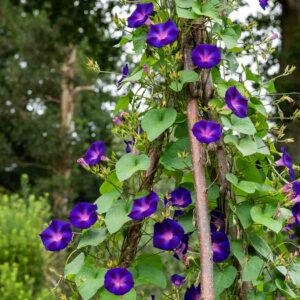 Ipomée Volubilis Pourpre