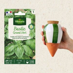 Kit semis Basilic Grand Vert + Olla Rayé Vert et Blanc