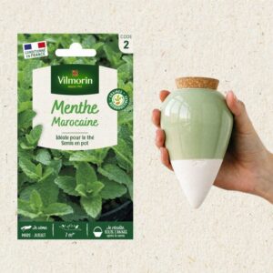 Kit semis Menthe Marocaine + Olla Vert