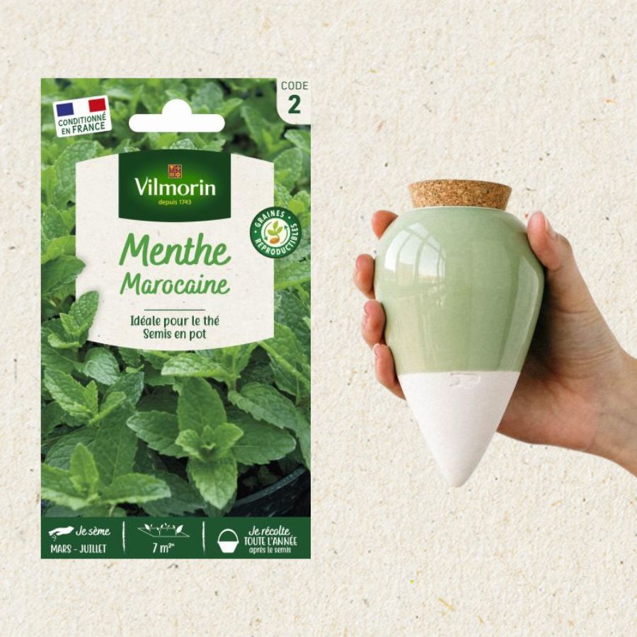 Kit semis Menthe Marocaine + Olla Vert