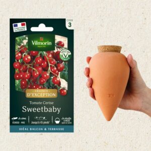 Kit semis Tomate Sweetbaby + Olla Terracotta