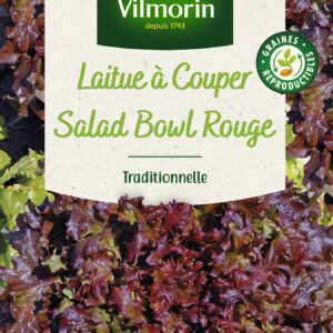 Laitue à couper Red Salad Bowl