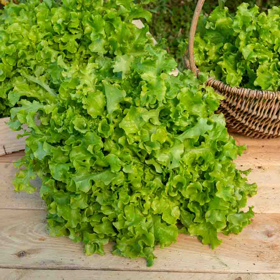 Laitue à couper Salad Bowl verte