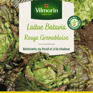 Laitue Batavia Rouge Grenobloise - Grand Modèle