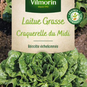 Laitue Craquerelle du Midi - Légumes d'Autrefois