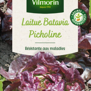 Laitue Picholine
