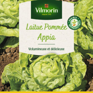 Laitue Pommée Appia - Grand Modèle