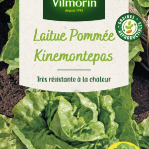 Laitue Pommée Kinemontepas + échantillon Sagess
