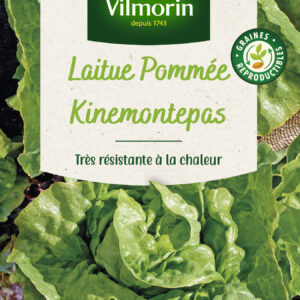 Laitue Pommée Kinemontepas