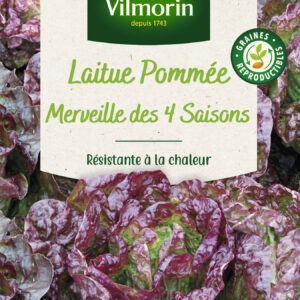 Laitue Pommée Merveille des 4 Saisons