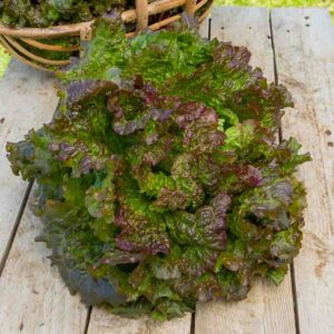 Laitue Rouge Grenobloise